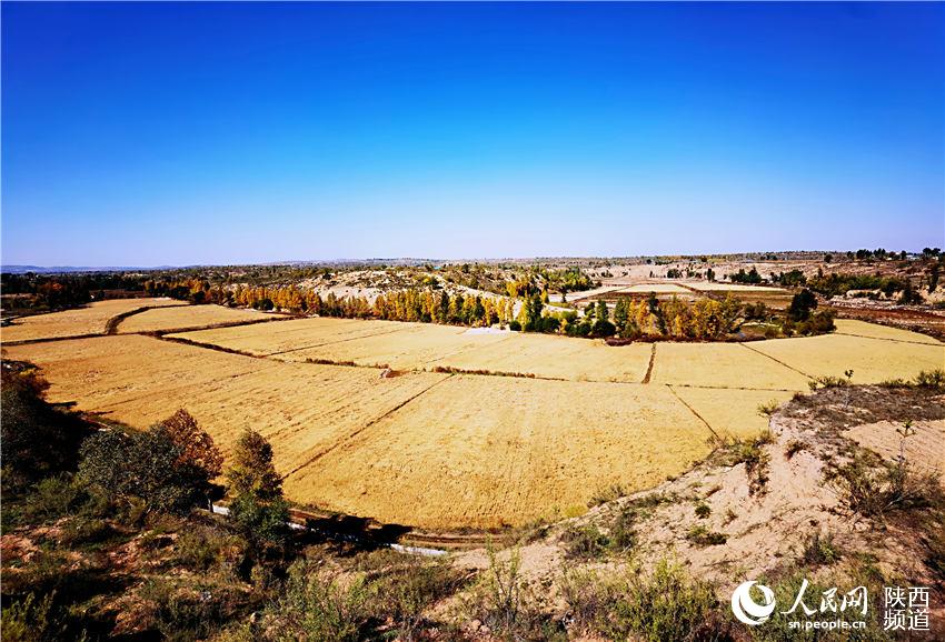 千畝稻田匯聚成無垠金浪，等候農(nóng)人開鐮收割。白凌燕攝