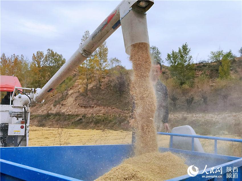 靖邊縣馬季溝村民在收獲稻谷。白凌燕攝