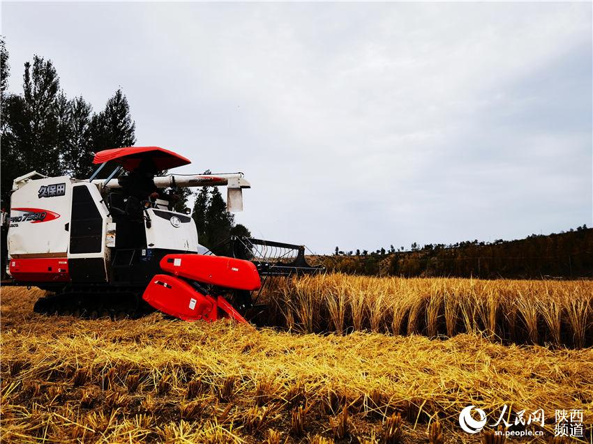 收割機在稻田間穿梭。白凌燕攝