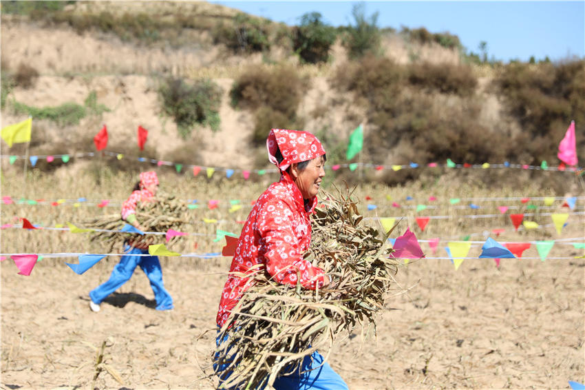 高西溝村的谷子地里，農(nóng)民隊(duì)員們割谷打捆，一派熱火朝天景象。杜銀寶攝