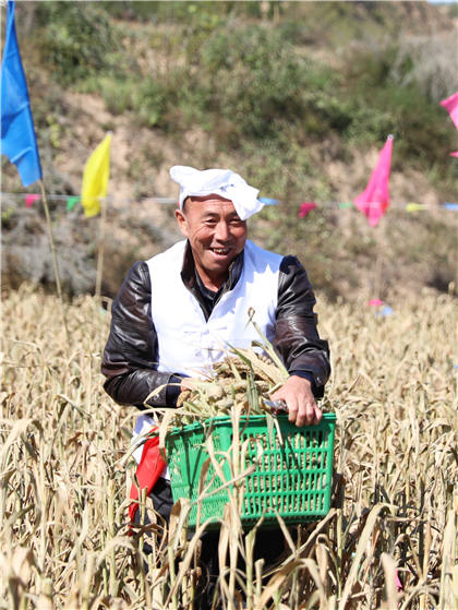 高西溝村的谷子地里，農(nóng)民隊(duì)員們割谷打捆，一派熱火朝天景象。杜銀寶攝