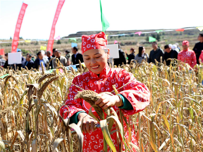 高西溝村的谷子地里，農(nóng)民隊員們割谷打捆，一派熱火朝天景象。杜銀寶攝