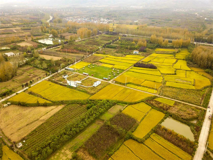 背靠大秦嶺的長(zhǎng)安王莽恢復(fù)了水稻種植，水鄉(xiāng)農(nóng)耕景觀得以再現(xiàn)。吳超攝