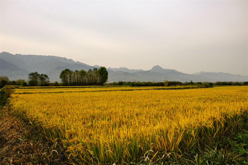 背靠大秦嶺的長安王莽恢復(fù)了水稻種植，水鄉(xiāng)農(nóng)耕景觀得以再現(xiàn)。吳超攝