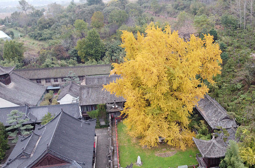 千年銀杏樹(shù)披上“金縷衣”，引來(lái)眾多游客打卡拍照。黨童攝