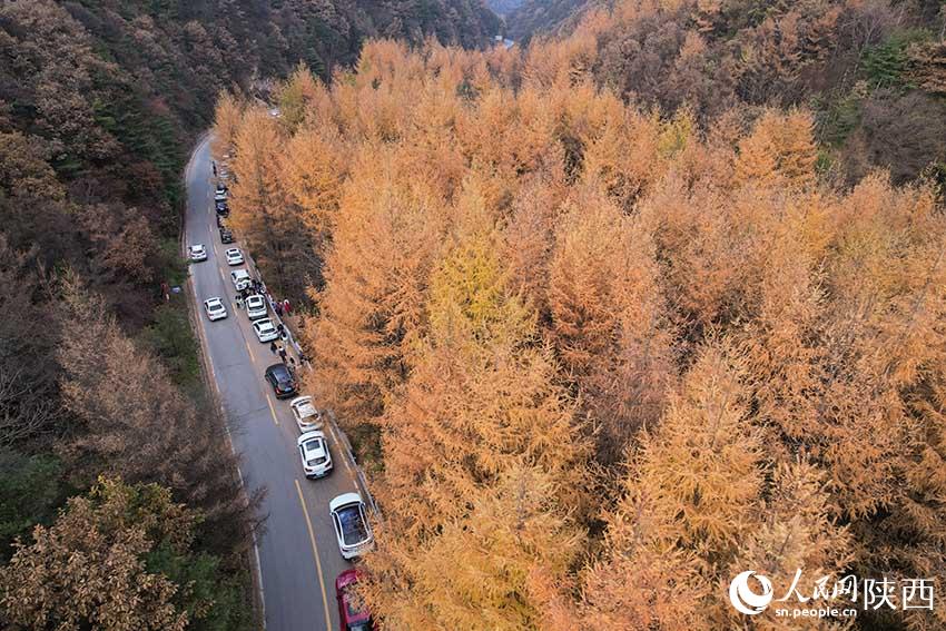 10月30日，210國(guó)道秦嶺分水嶺沿途車(chē)流如織，秋色正濃。楊凱 攝