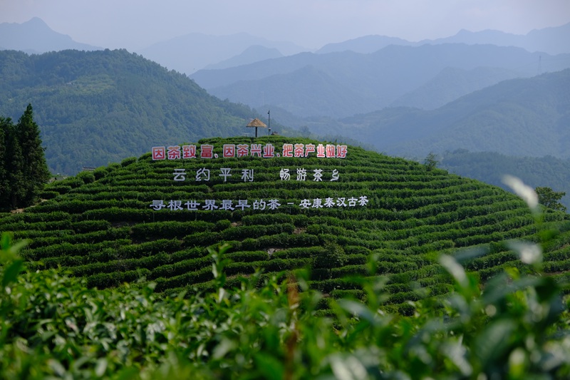 2022一帶一路媒體合作論壇采訪調(diào)研行南線采訪團(tuán)走進(jìn)安康市平利縣老縣鎮(zhèn)蔣家坪村。人民網(wǎng)記者 吳超攝