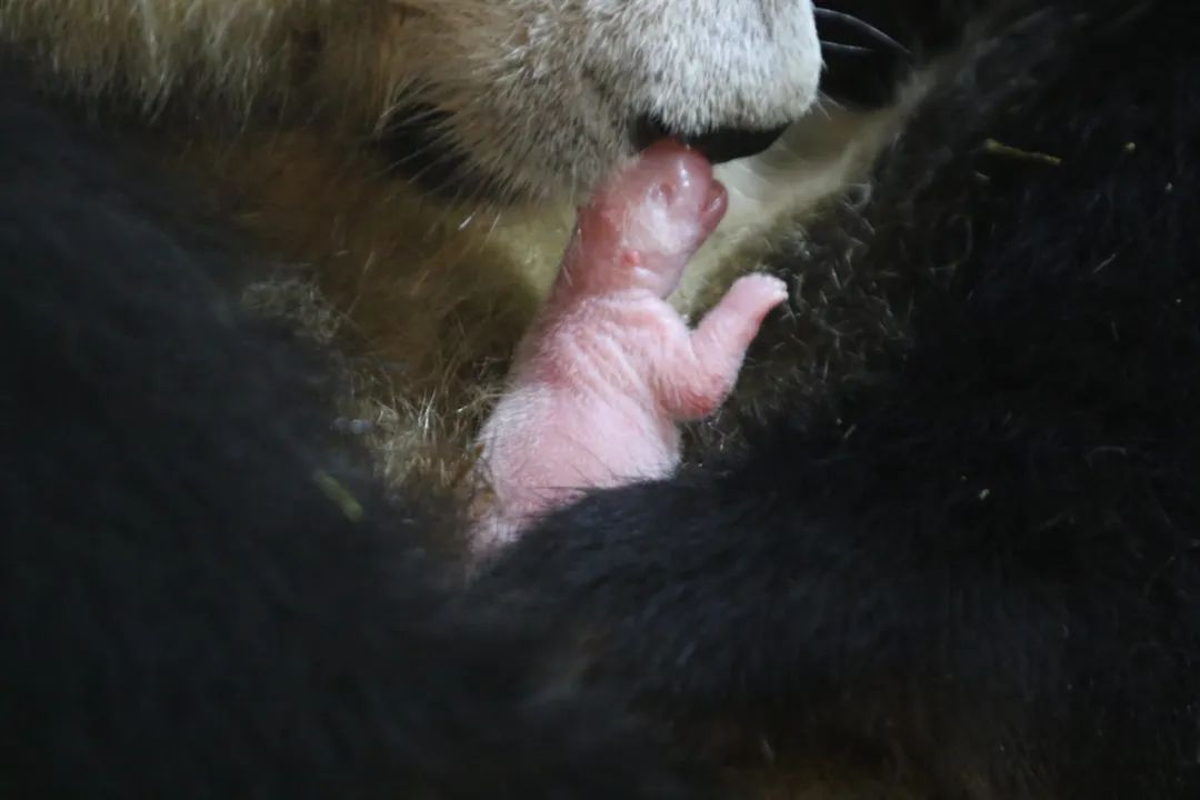 大熊貓“安安”誕下一雌性幼仔。秦嶺大熊貓研究中心供圖