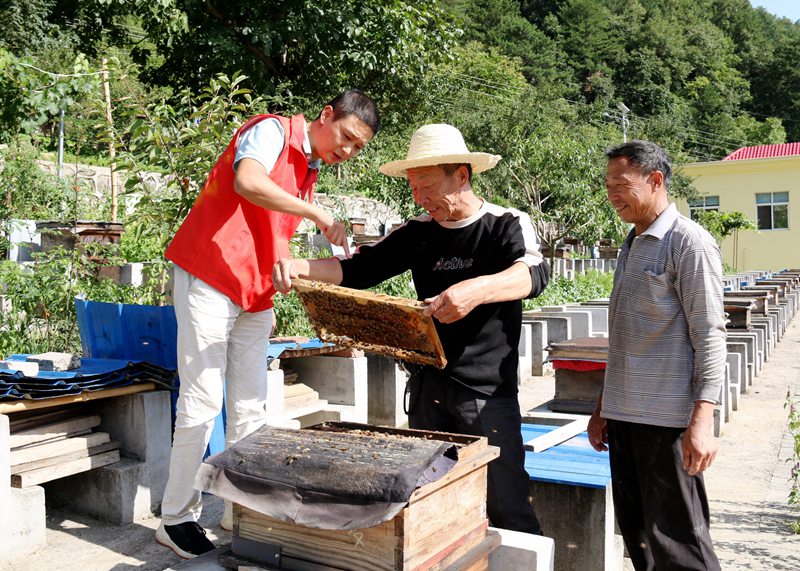 在“蜜蜂王國(guó)”長(zhǎng)角壩鎮(zhèn)龍草坪村，黨員志愿者和蜂農(nóng)一起察看產(chǎn)蜜情況。 吳彥峰攝