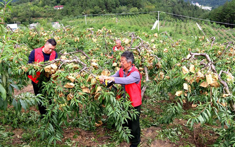 在大河壩鎮(zhèn)陌上花開(kāi)生態(tài)農(nóng)莊冬桃園里，黨員干部和村民一起剪枝，冬桃豐收在望。吳彥峰攝