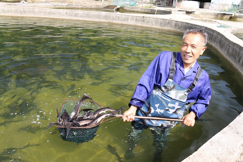 在全國鄉(xiāng)村旅游重點村長角壩鎮(zhèn)沙窩村，村民在永明漁業(yè)園區(qū)捕撈鱘魚等冷水魚準(zhǔn)備出售。吳彥峰攝