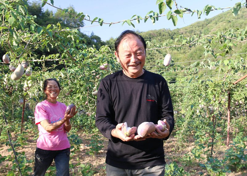 在袁家莊街道王家灣村八月瓜產(chǎn)業(yè)園里，村民們喜悅展示收獲。吳彥峰攝