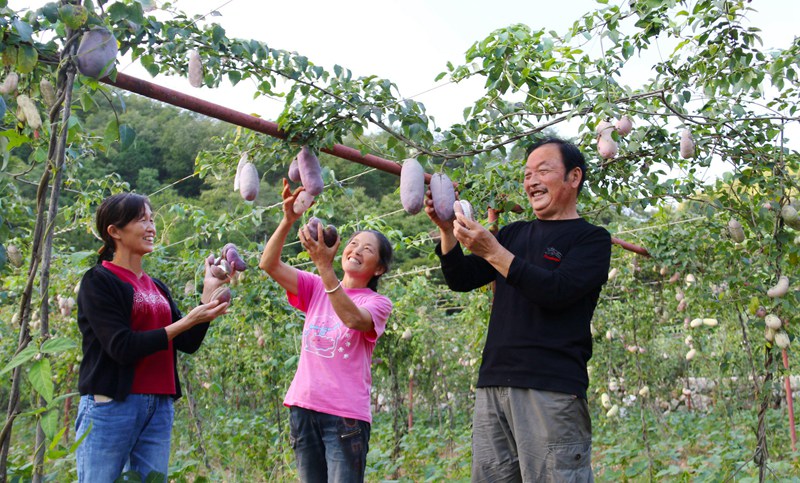 在袁家莊街道王家灣村產(chǎn)業(yè)園里，村民們?cè)邳h員指導(dǎo)下喜摘八月瓜。吳彥峰攝