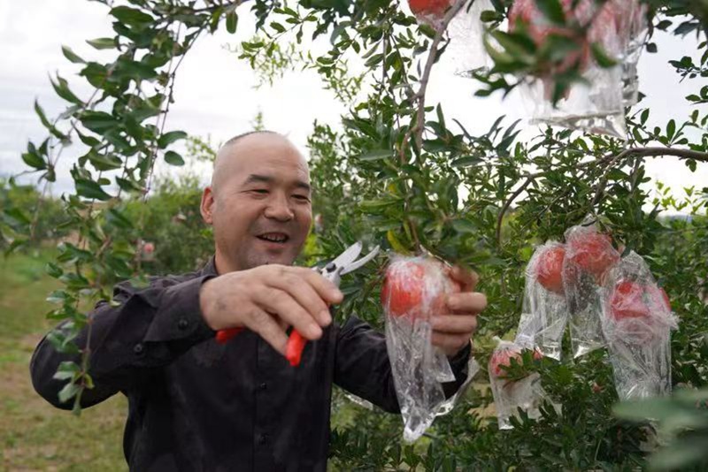 手捧剛采摘下來(lái)的石榴，果農(nóng)們喜笑顏開(kāi)。王三合攝
