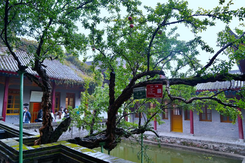 華清宮內(nèi)，距今1300余年的貴妃手植石榴樹(shù)。王三合攝