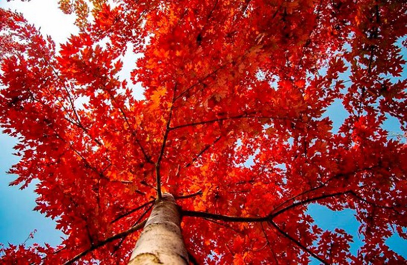 紅楓帶來無限熱情。王鵬攝