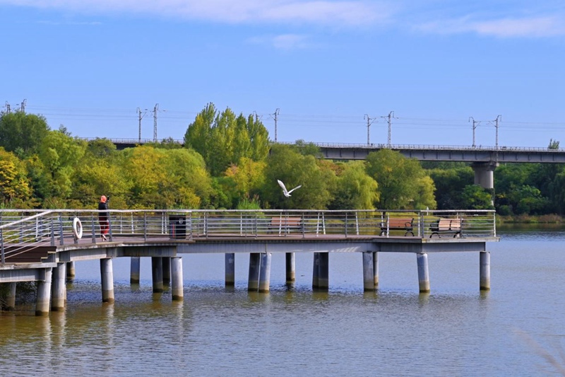 鳥兒在西安浐灞國家濕地公園飛翔。張超群攝
