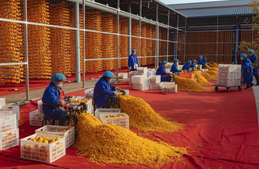 柿農(nóng)正在給柿子削皮。毛鎮(zhèn)安 攝