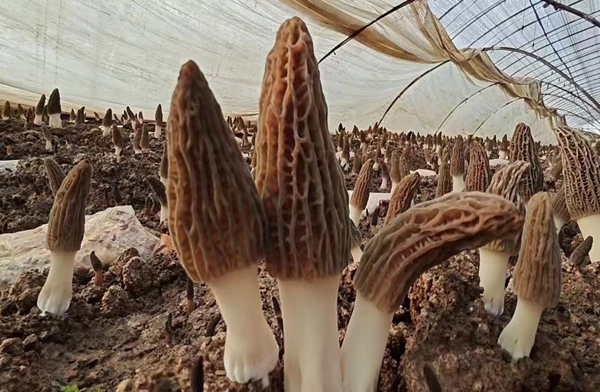葡萄大棚里等待采摘的羊肚菌。趙影超 攝