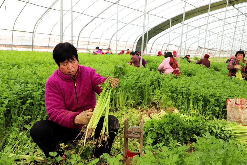 蔬菜大棚內(nèi)群眾正在采收麥芹。人民網(wǎng)孫挺 攝