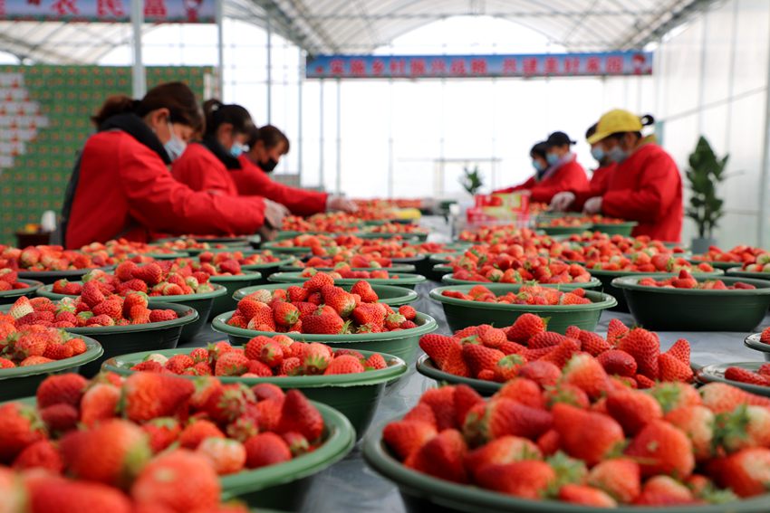 采摘工人們?cè)诓葺謷囬g忙碌著。人民網(wǎng)孫挺 攝