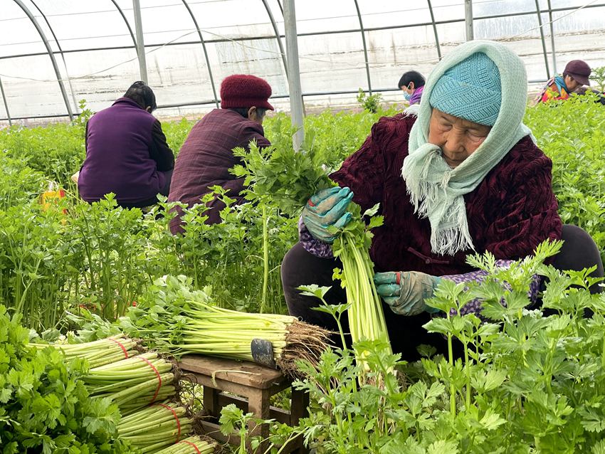 蔬菜大棚內(nèi)群眾正在采收麥芹。人民網(wǎng)袁飛 攝