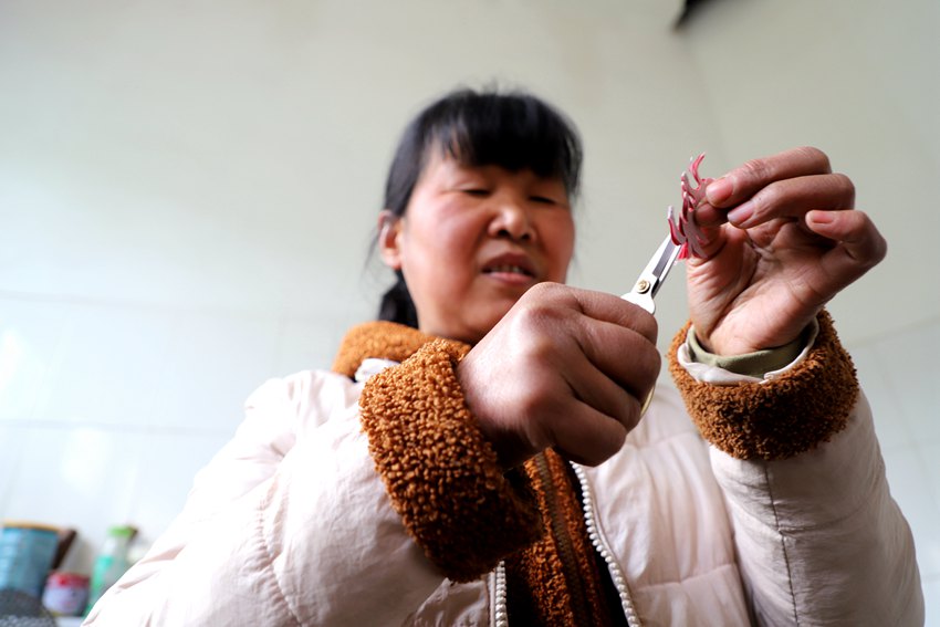 翟俠鴿正在剪蚰蜒。人民網(wǎng)孫挺 攝