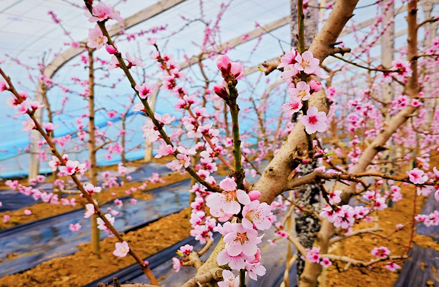 秦嶺山下的農(nóng)業(yè)設(shè)施大棚內(nèi)，桃花朵朵競(jìng)相開(kāi)放。趙靜 攝