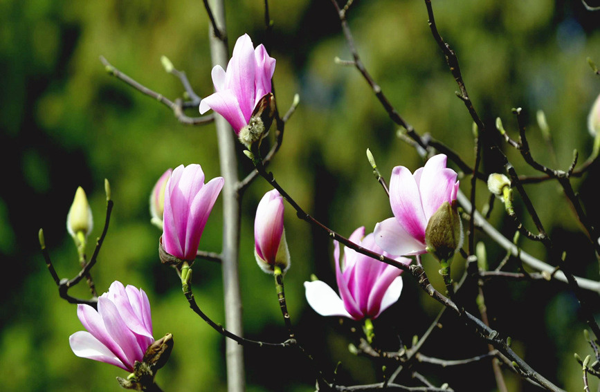 旱蓮開(kāi)花時(shí)只有花而無(wú)葉，盛開(kāi)時(shí)紅白相間。張一鳴 攝