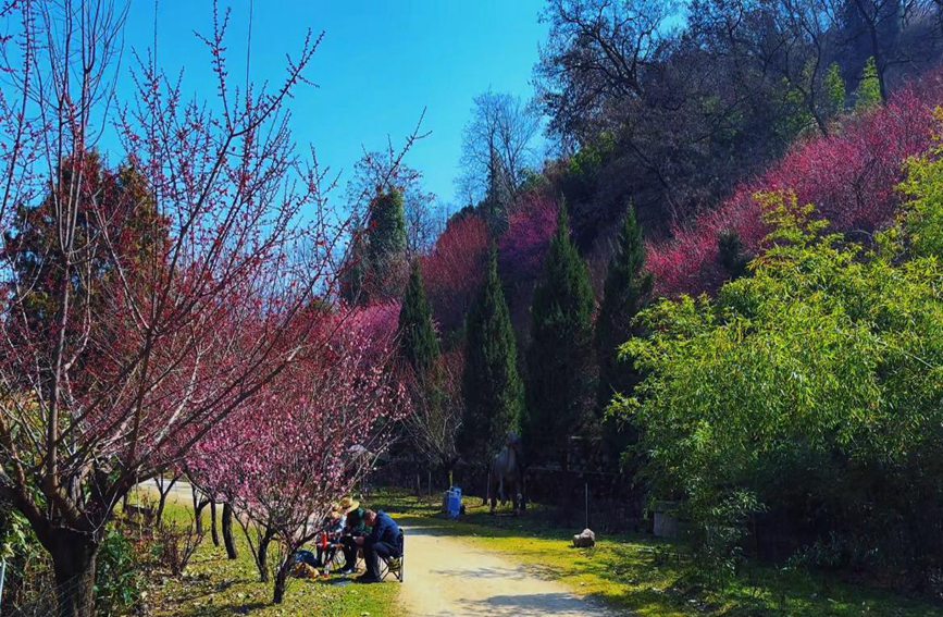 游客專程趕來賞梅，享受著春日美景。趙靜 攝