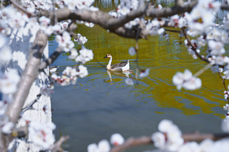 西安浐灞國家濕地公園迎來“花”式美景