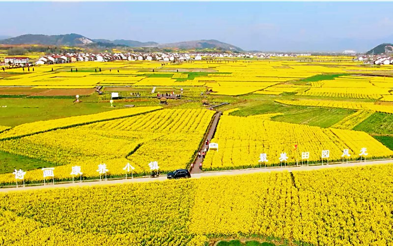 陜西勉縣溫泉鎮(zhèn)千畝油菜花盛開。石轉玲 攝