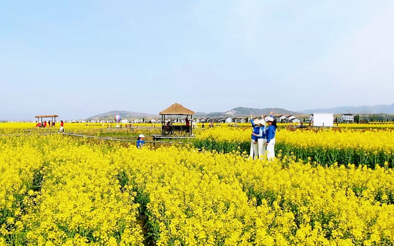 油菜花海吸引游客前來拍照打卡。任莉 攝