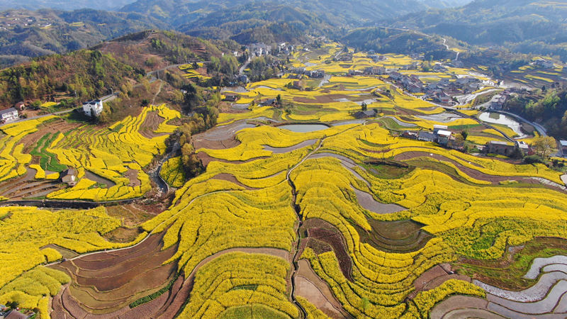 擁有260年歷史的鳳堰古梯田迎來最美油菜花海。