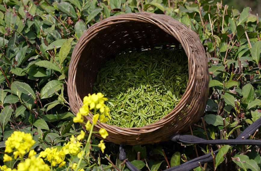 剛采摘的春茶。徐嬌 攝