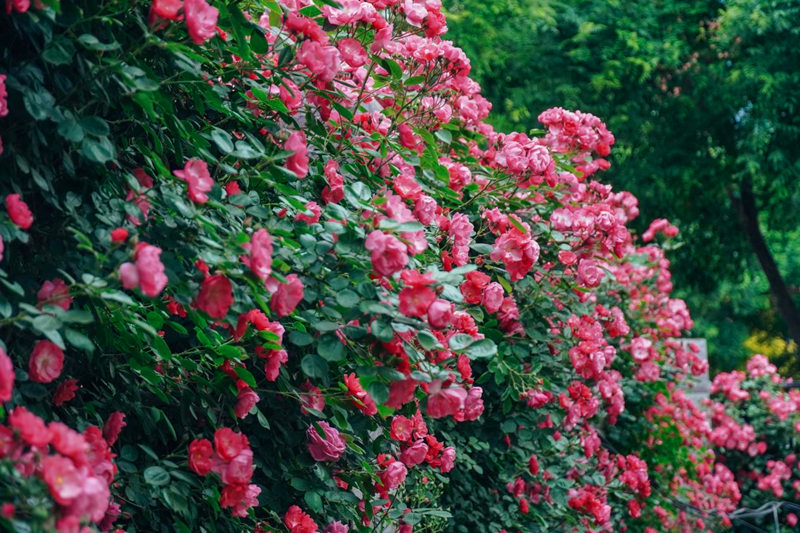 西安醫(yī)學(xué)院的薔薇花墻。甘雨欣 攝