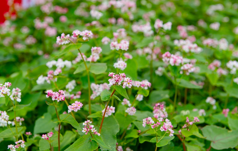 蕎麥花開(kāi)迎客來(lái)。肖奔 攝