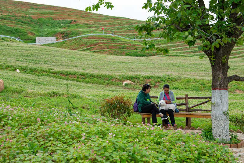 蕎麥花開(kāi)迎客來(lái)。肖奔 攝
