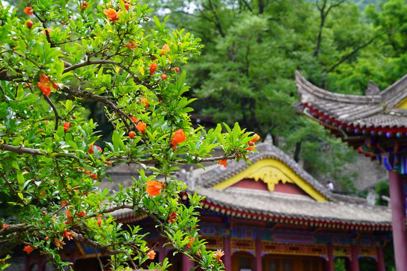 西安華清宮景區(qū)內(nèi)，近百株浸潤(rùn)歲月的百年石榴古樹恣意綻放。王三合 攝