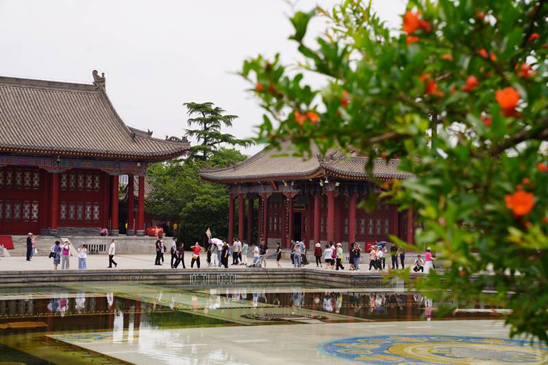 西安華清宮景區(qū)內(nèi)，近百株浸潤歲月的百年石榴古樹恣意綻放。王三合 攝