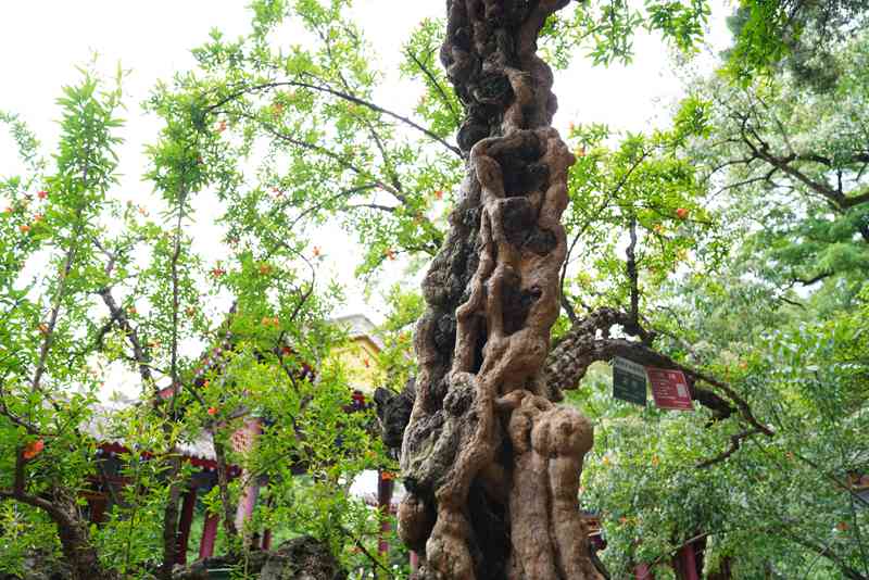 西安華清宮景區(qū)內(nèi)，近百株浸潤歲月的百年石榴古樹恣意綻放。王三合 攝