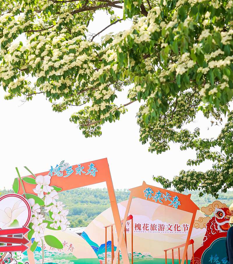 本屆槐花旅游文化節(jié)以“槐鄉(xiāng)永壽?常來長壽”為主題。中共永壽縣委供圖