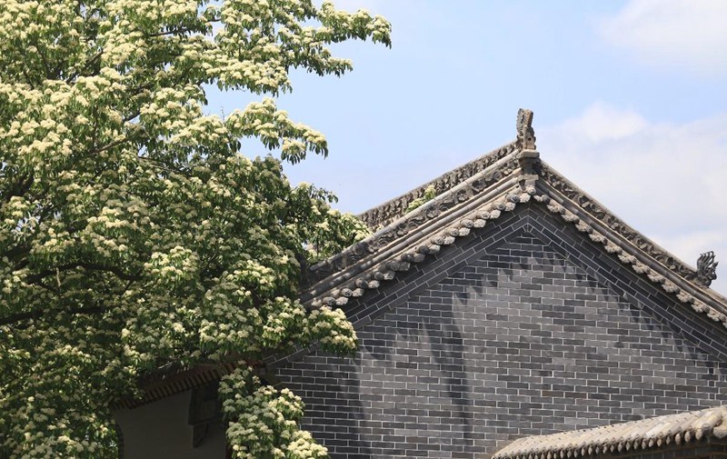 槐林五月漾瓊花。李亮 攝