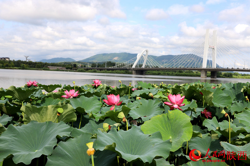 天漢濕地公園蓮花池。人民網(wǎng)記者 孫挺攝
