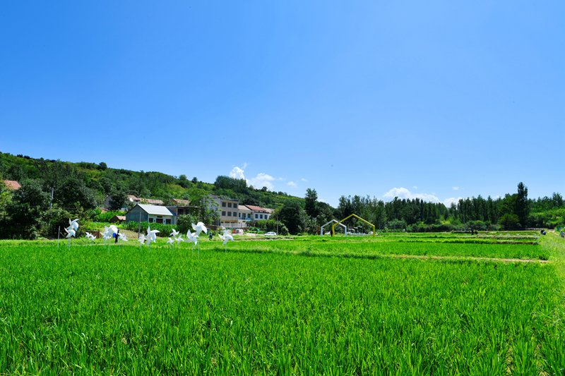 白鹿原上稻花香。陜西藍(lán)田縣前衛(wèi)鎮(zhèn)供圖