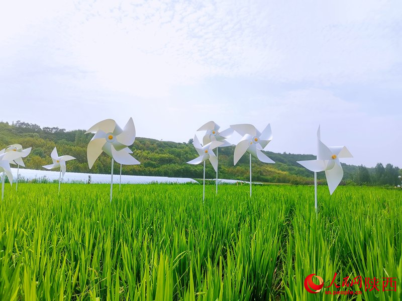 白鹿原上稻花香。人民網(wǎng) 王麗攝