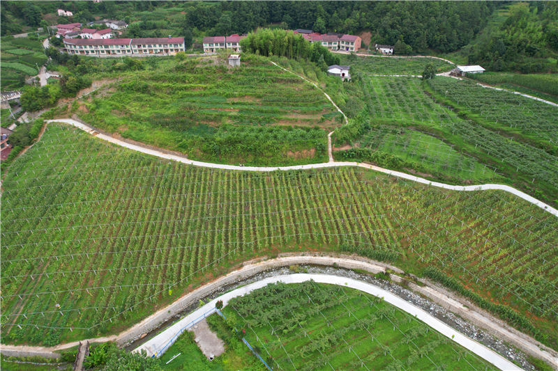 在獼猴桃園里套種玉米可以實(shí)現(xiàn)“一地雙收”。王建霞 攝