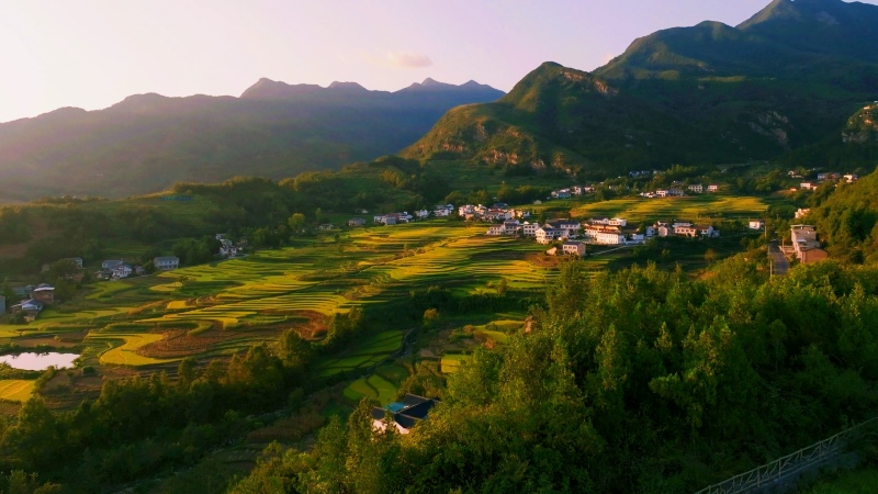 陜西漢陰： 稻田豐收美如畫。黃智發(fā)攝