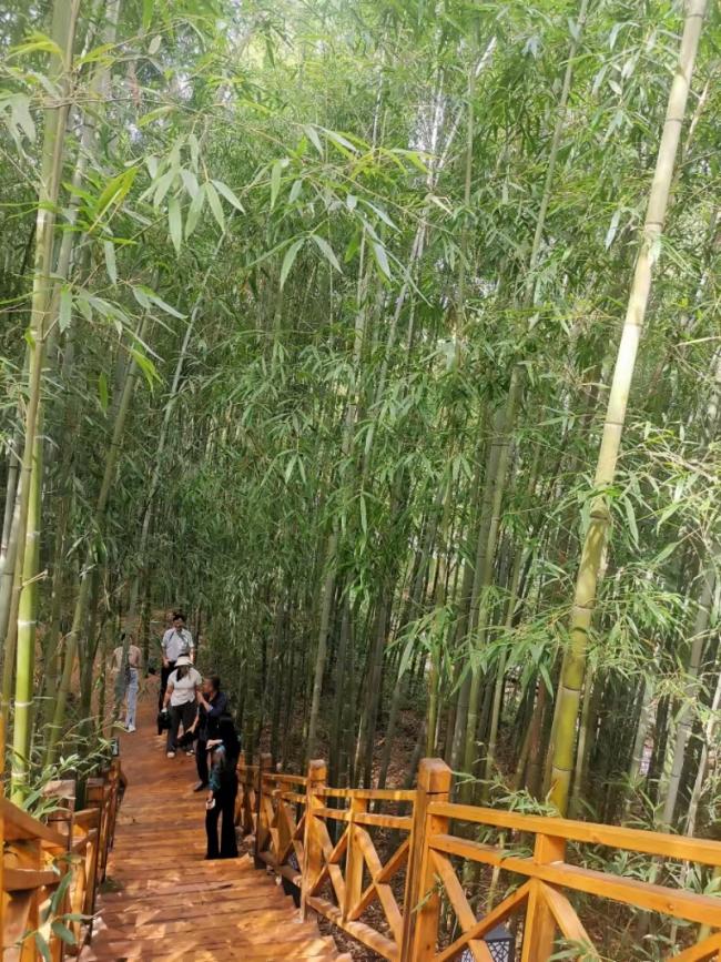 游客漫步在周至縣張龍村“竹?！?。王麗攝