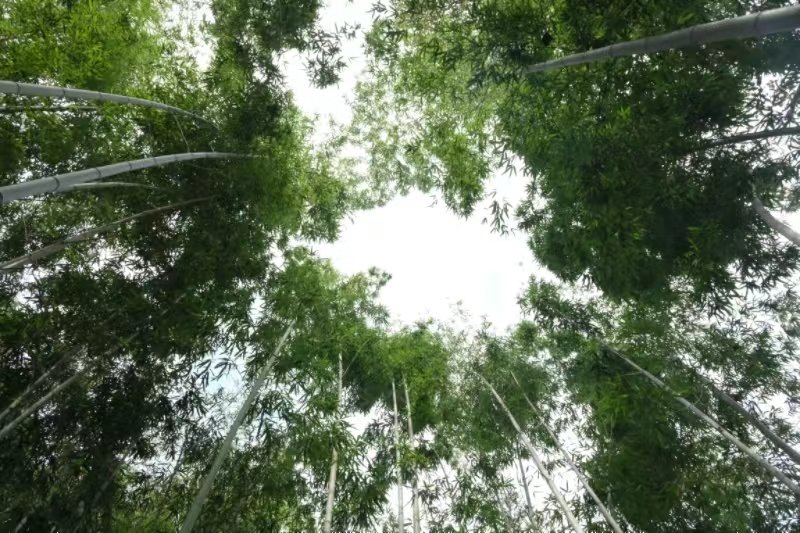 周至縣張龍村“竹海”。李銳攝